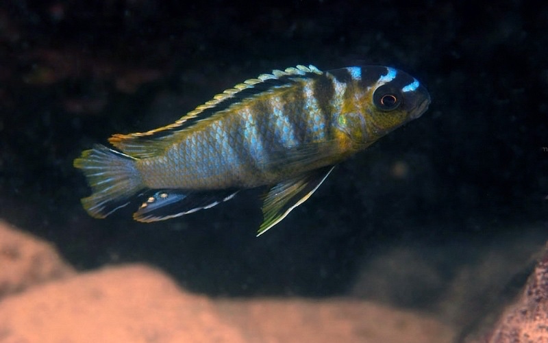 Tropheops kumwera 'Masasa Reef'